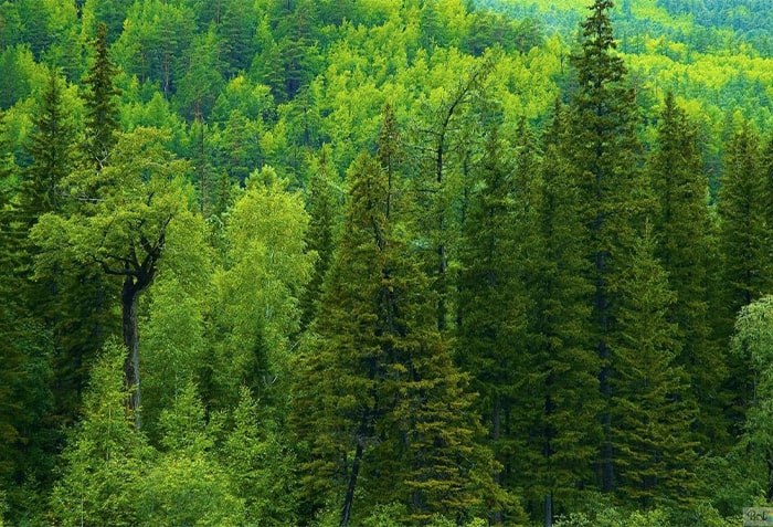 Changa Manga Forest in Kasur